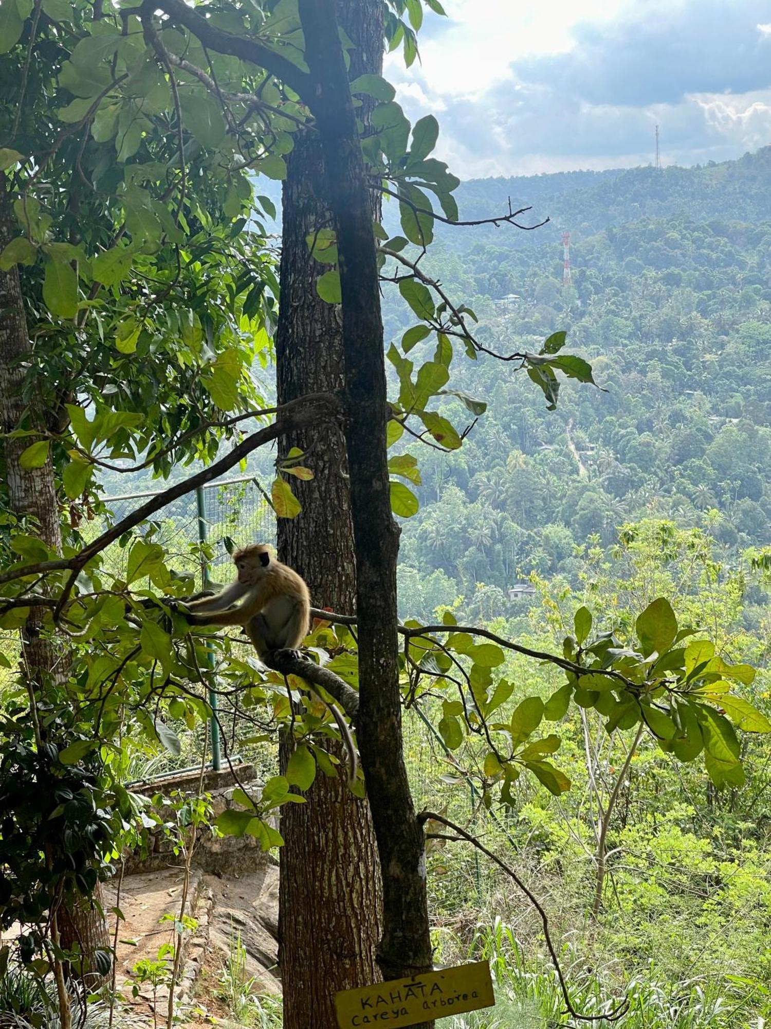 Villa Mount Melody Kandy Exteriér fotografie